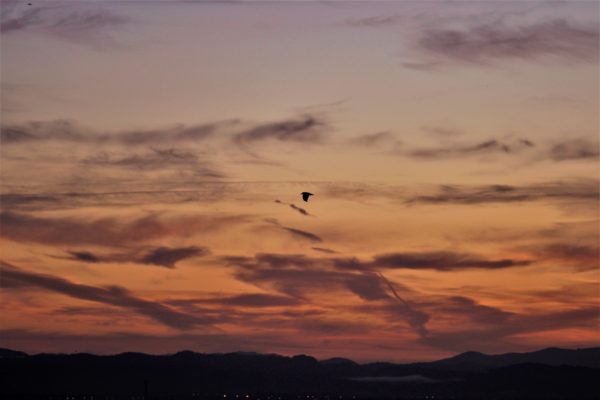 Lonely Bird