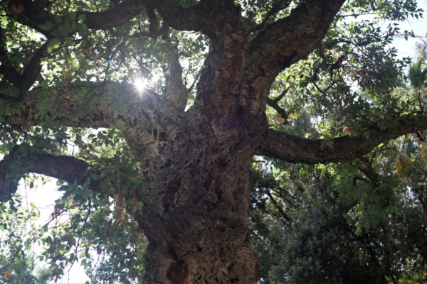 Cork Tree